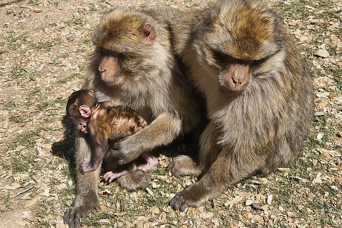 Middle Atlas Mountains, Cedar Forest and Azrou Day Trip from Fez - The cedar forest and Barbary macaques