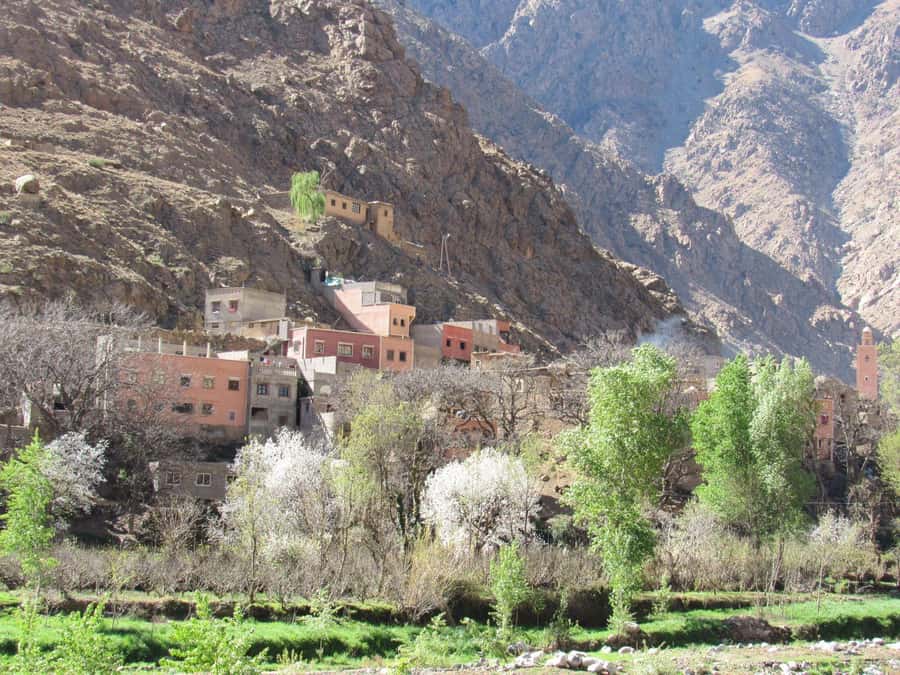 Ourika valley & atlas mountains guided tour from Marrakech - Learning about argan oil from a women’s cooperative