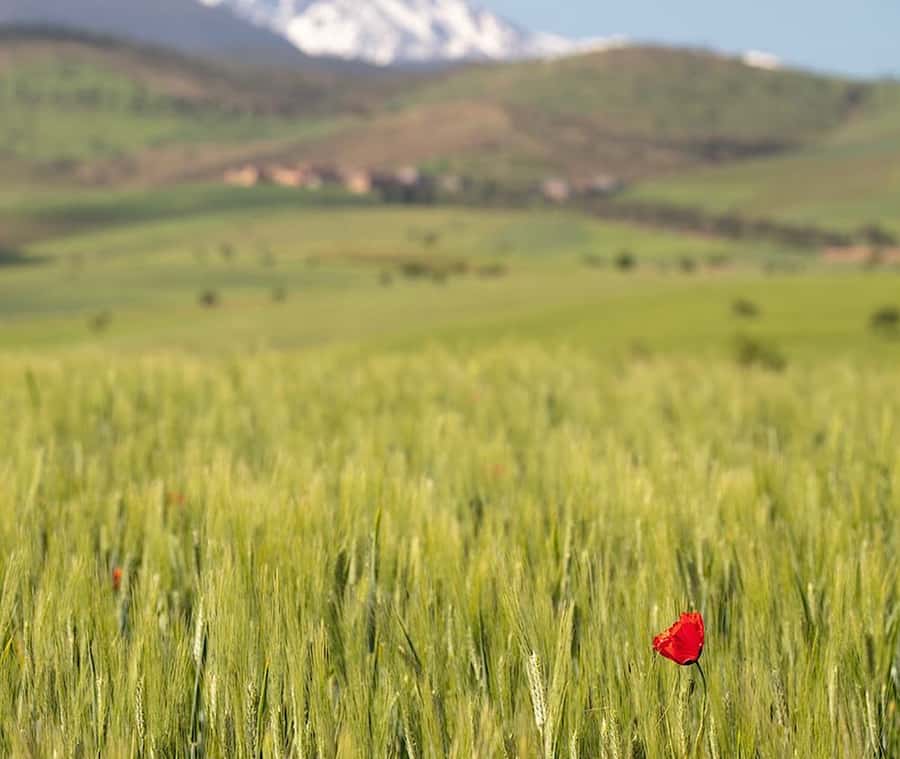 Ourika Valley: Quad Biking,Camel Riding,and Hiking Adventure - What the argan cooperative adds