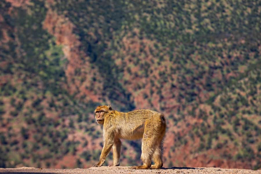 Ouzoud Waterfalls: Day Trip from Marrakech - Wild monkeys and responsible viewing