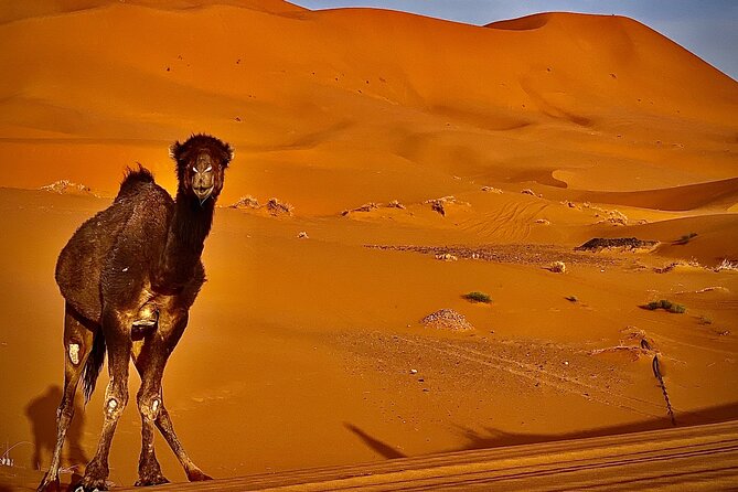 Overnight stay in desert camp & Camel trekking in the Sahara - Timing, comfort, and small points that matter