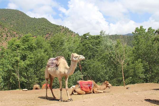 Premium Atlas Mountains & Berber Village Day Trip with Camel Ride - The road from Marrakech to Tahnaout and Asni