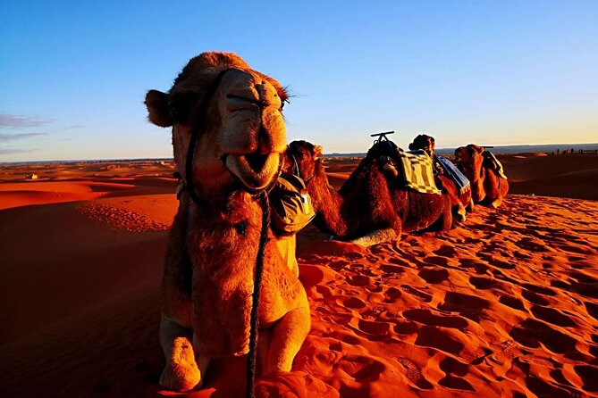 Private 3 Day Luxury Desert Tour from Fez to Marrakech - The guide can make or break the schedule