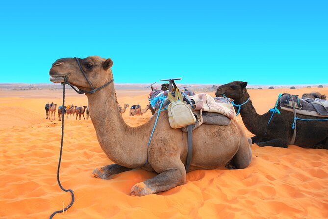 Private Driver for a full day in Marrakech - Palaces, gardens, and city sights at your own pace