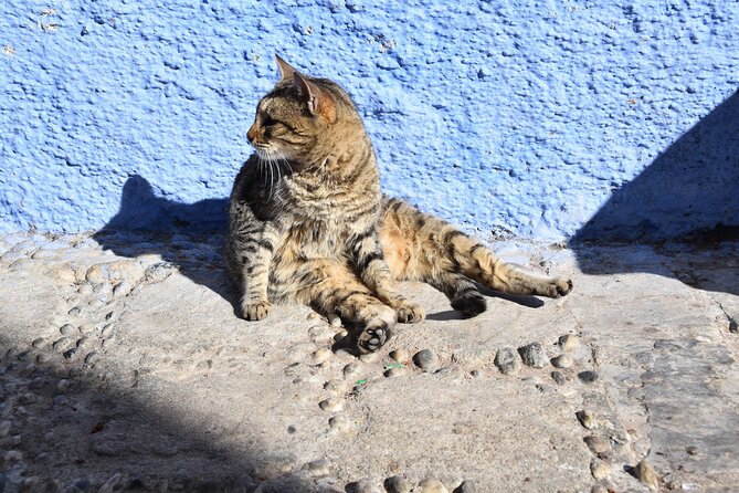 Private Full Day Trip To Chefchaouen From Fez - The Great Mosque and its unusual minaret
