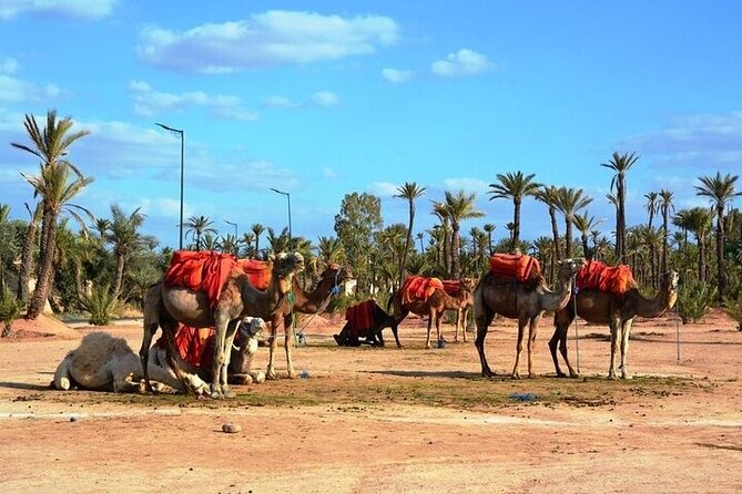Private Marrakech Day Trip from Casablanca with Free Camel Ride - Koutoubia Mosque and the royal side of Marrakech