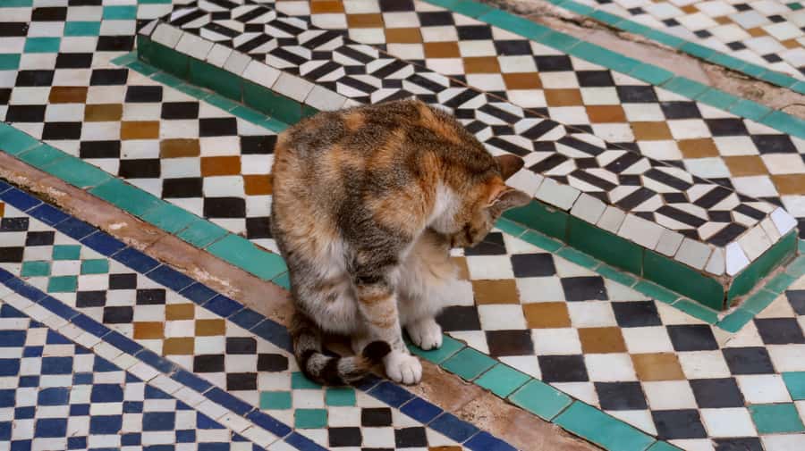 Private Tour: Half-Day Sightseeing Tour of Marrakech - The Saadian Tombs and royal memorials