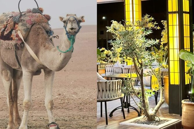 Quad bike & Camel ride Agafay & dinner at Chouf L’Or Restaurant - Key points to know before you book
