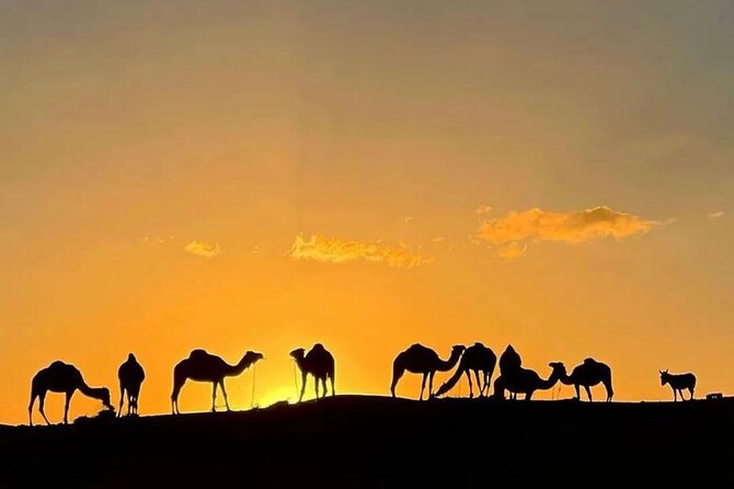Quad Bike & Camel Ride & Dinner Show In Agafay Desert - The argan oil stop is useful, with a sales pitch attached