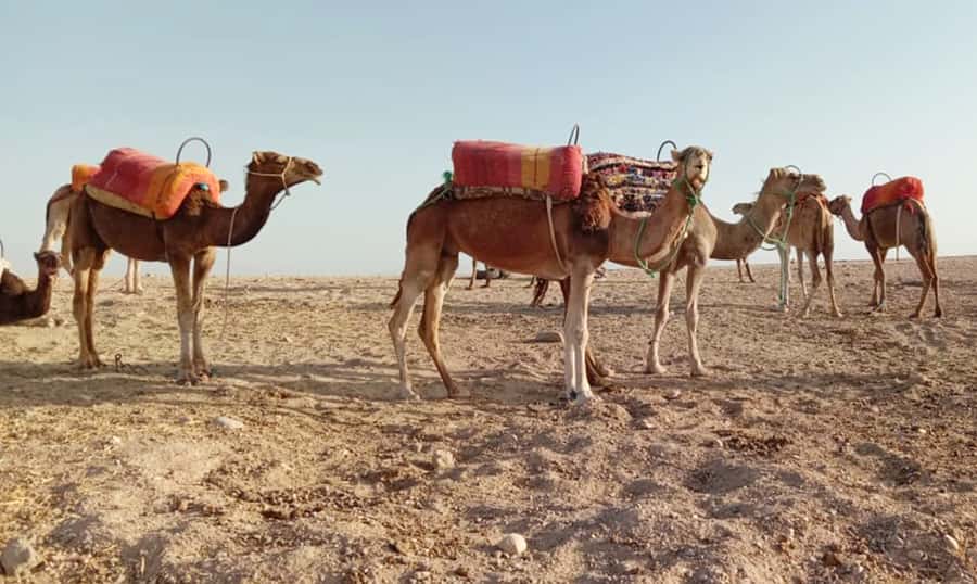Quad bike & Camel ride in Agafay with dinner at Chouf L’or - Key points to know before booking