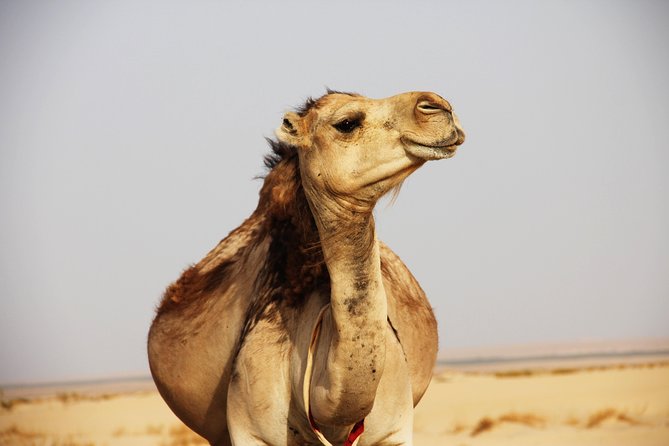 Sahara Desert Tour - 2 Days - Fez to Marrakech OR Return to Fez - Fez to the Sahara in only two days