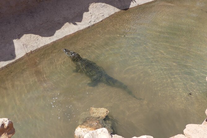 Skip the Line Ticket to Crocoparc with Optional Transfert - Tropical plants and the Bellombra