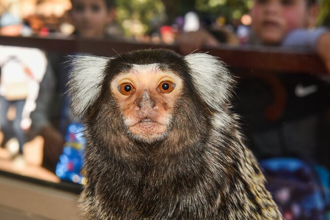 Skip the Line Ticket to Crocoparc with Optional Transfert - Cacti, iguanas, and giant tortoises