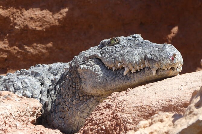 Skip the Line Ticket to Crocoparc with Optional Transfert - A practical family afternoon