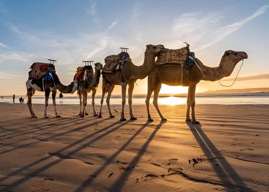 Small-Group Day Trip from Marrakech to Essaouira Mogador - Four hours among the medina, port, and ramparts