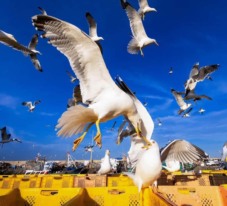Small-Group Day Trip from Marrakech to Essaouira Mogador - The beach and the Atlantic wind