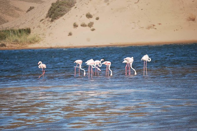 Souss Massa National Park Half Day Trip from Agadir - Leaving Agadir for the Souss Massa forests