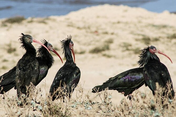Souss Massa National Park Half Day Trip from Agadir - The animals you may see from the vehicle