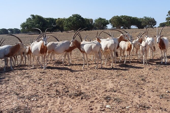 Souss Massa National Park Half Day Trip from Agadir - Tifnit’s fishing boats and wild Atlantic coast