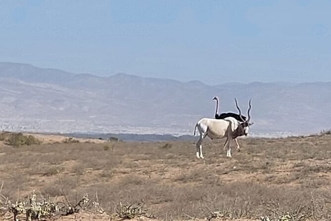 Souss Massa National Park Half Day Trip from Agadir - Lunch, timing, and the real cost