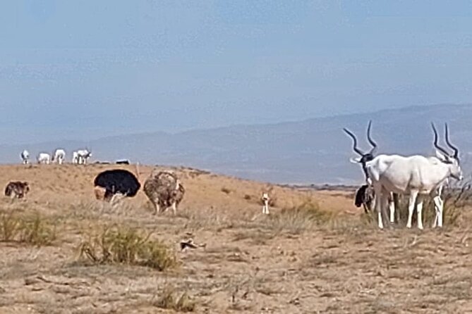 Souss Massa National Park Half Day Trip from Agadir - Guides and the value of good explanations