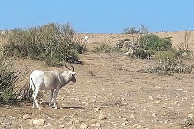 Souss Massa National Park Half Day Trip from Agadir - The 4x4 safari through Souss Massa