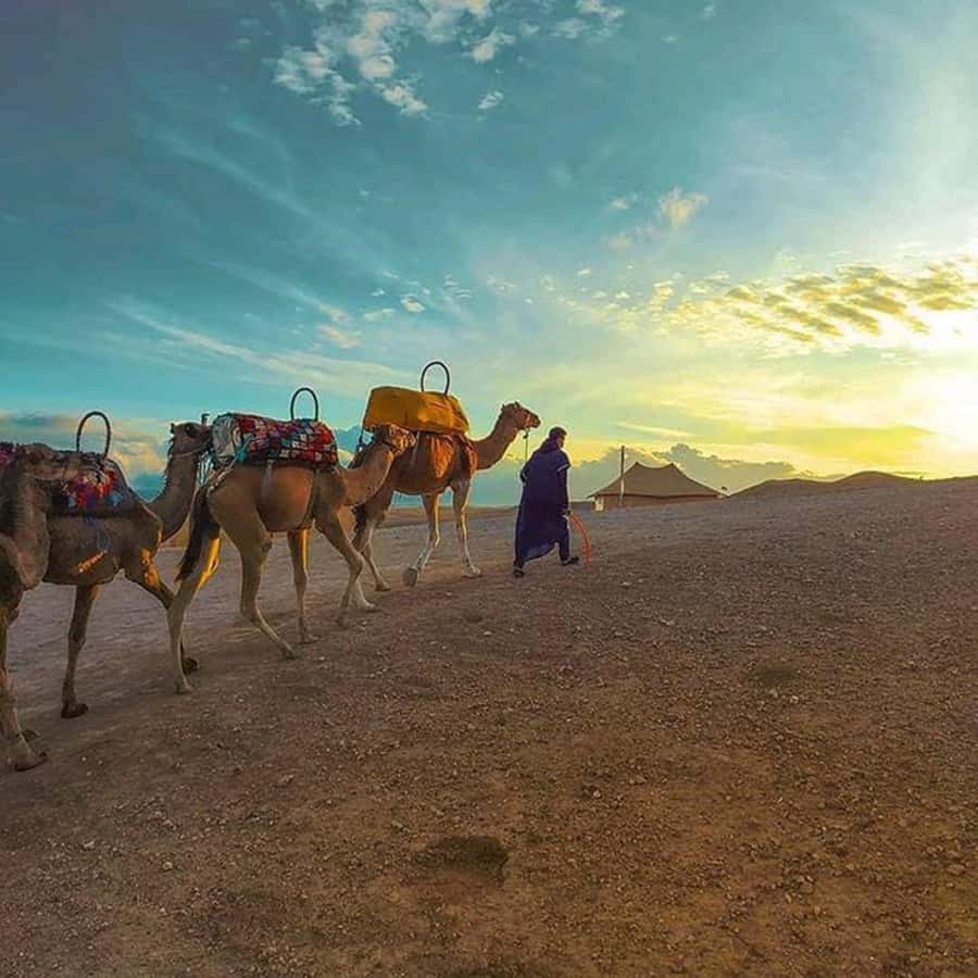 Sun set camel ride in palmerai of Marrakesh - The $22 price and what you receive
