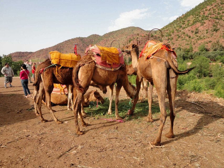 Sun set camel ride in palmerai of Marrakesh - Who will enjoy this short camel ride