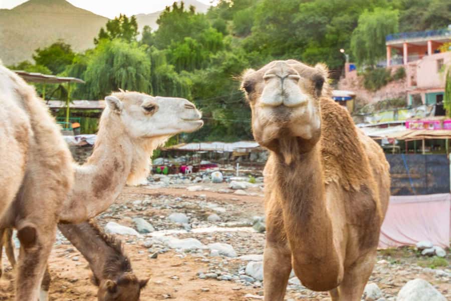 Sun set camel ride in palmerai of Marrakesh - Should you book the Palmeraie sunset ride?