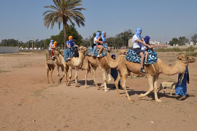 Sunset camel ride in Agadir with transport, tea and cakes. - Key points to know before you book