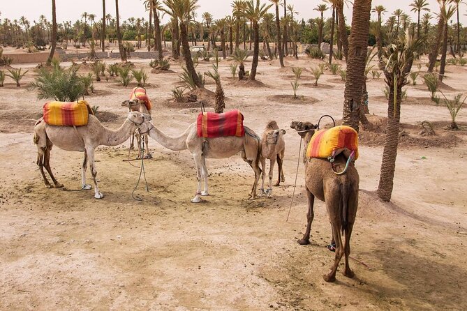 Sunset Camel Ride in the Palm Grove of Marrakech - A sunset ride close to Marrakech