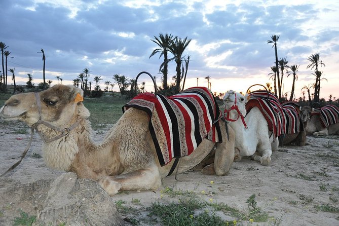 Sunset Camel Ride in the Palm Grove of Marrakech - Meeting the camels safely