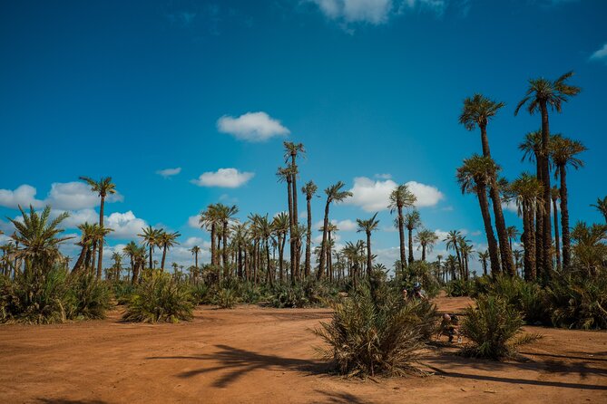 Sunset Camel Ride in the Palm Grove Of Marrakech - Who will enjoy this three-hour outing
