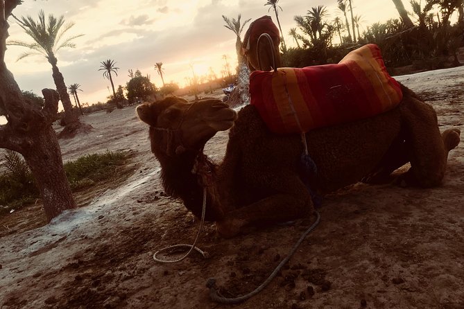 Sunset Camel Ride in the Palm Grove Of Marrakech - Getting dressed like a Moroccan nomad