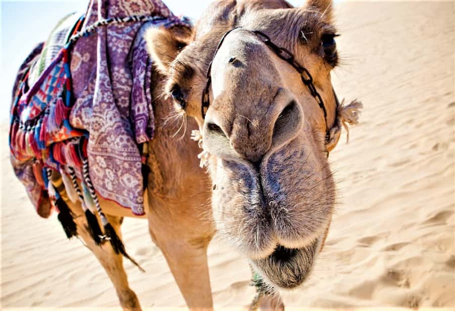Sunset Camel Riding Including BBQ Dinner & Hotel Transfers - A Sunset Ride Beside the Souss River