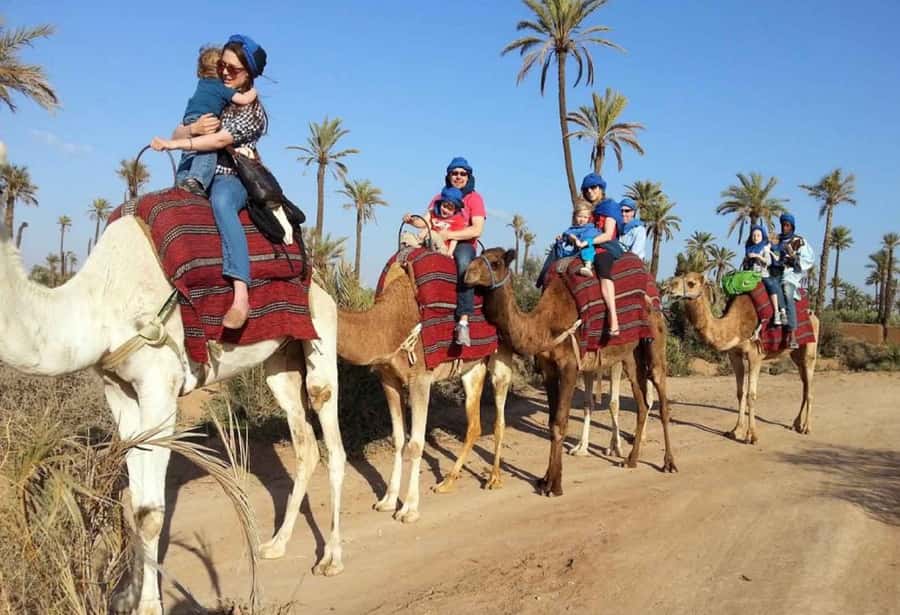 Sunset Camel Riding Including BBQ Dinner & Hotel Transfers - Flamingos, River Views, and Realistic Expectations