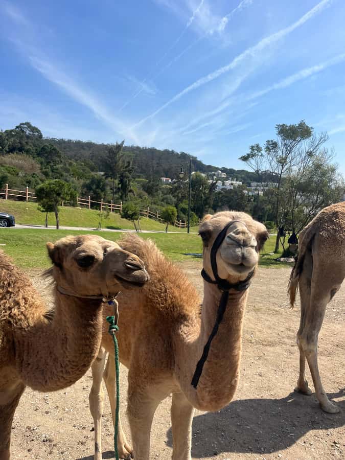 Tangier: Sunset, Tea, Sweets, Camel Ride, and Hercules Caves - What the $37 price really covers