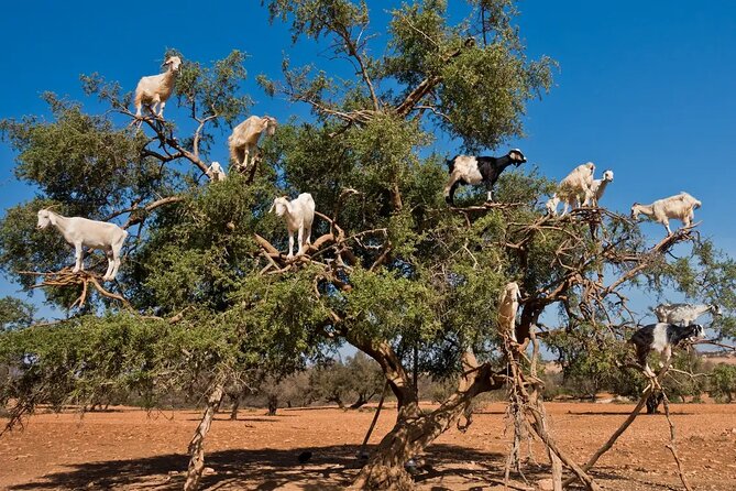 Taroudant half day excursion from Agadir - Comfort, pace, and guide quality