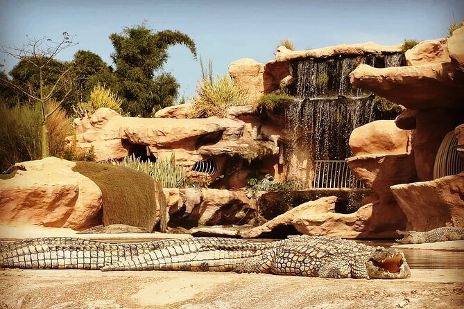 Trip To Croco Park - Should you book the Agadir Crocopark transfer?