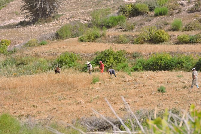 Walk between Argan Forest, Ocean & Waterfalls. 12 km - Tajine with a Moroccan family